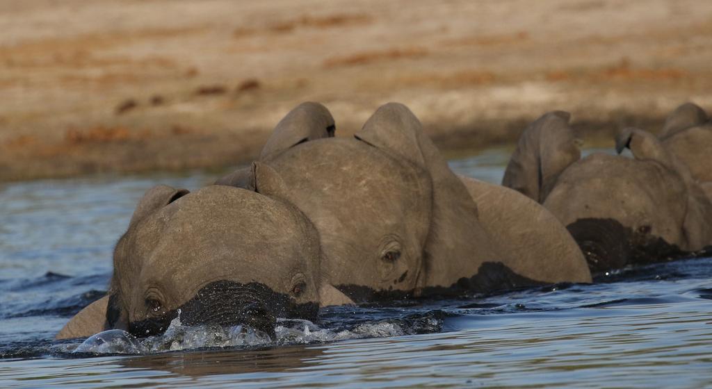 The Residence Villa Chobe คาซาเนอ ภายนอก รูปภาพ