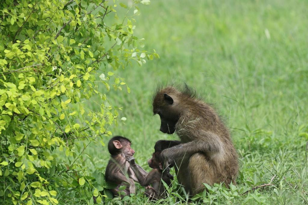 The Residence Villa Chobe คาซาเนอ ภายนอก รูปภาพ