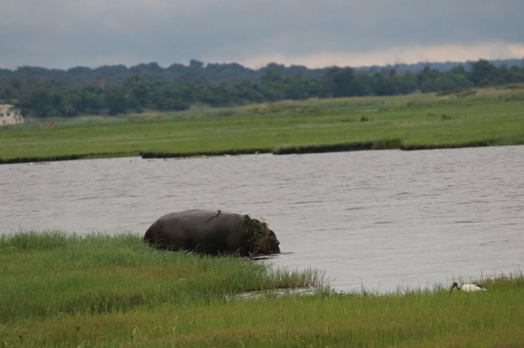 The Residence Villa Chobe คาซาเนอ ภายนอก รูปภาพ