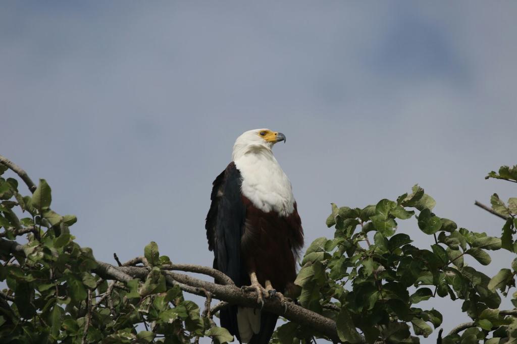 The Residence Villa Chobe คาซาเนอ ภายนอก รูปภาพ