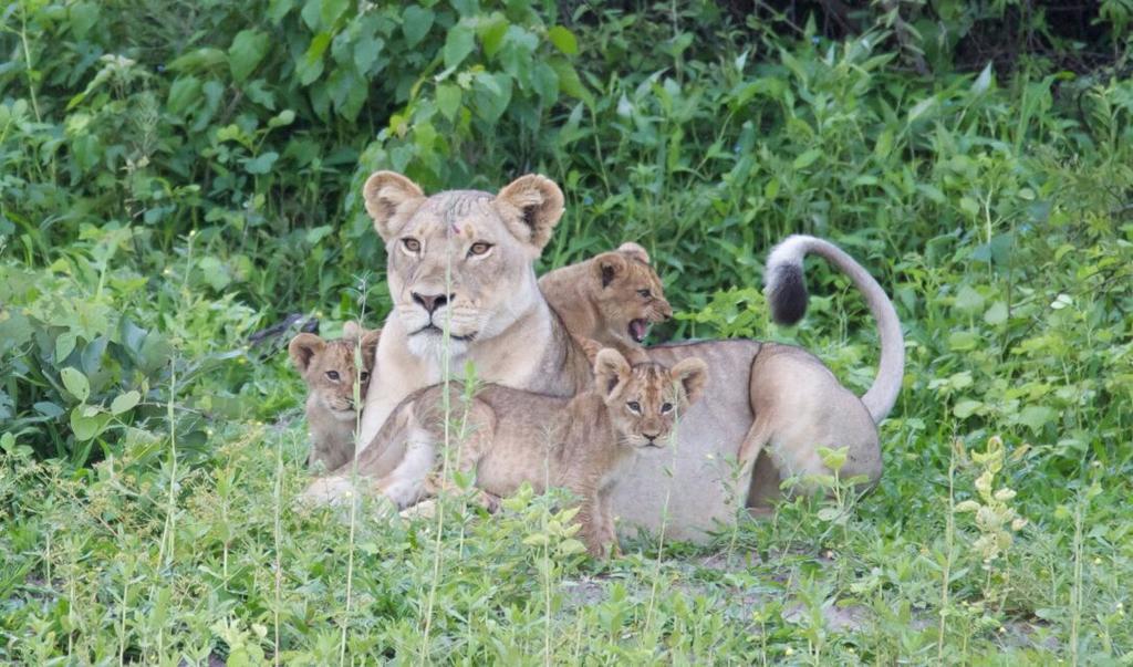 The Residence Villa Chobe คาซาเนอ ภายนอก รูปภาพ