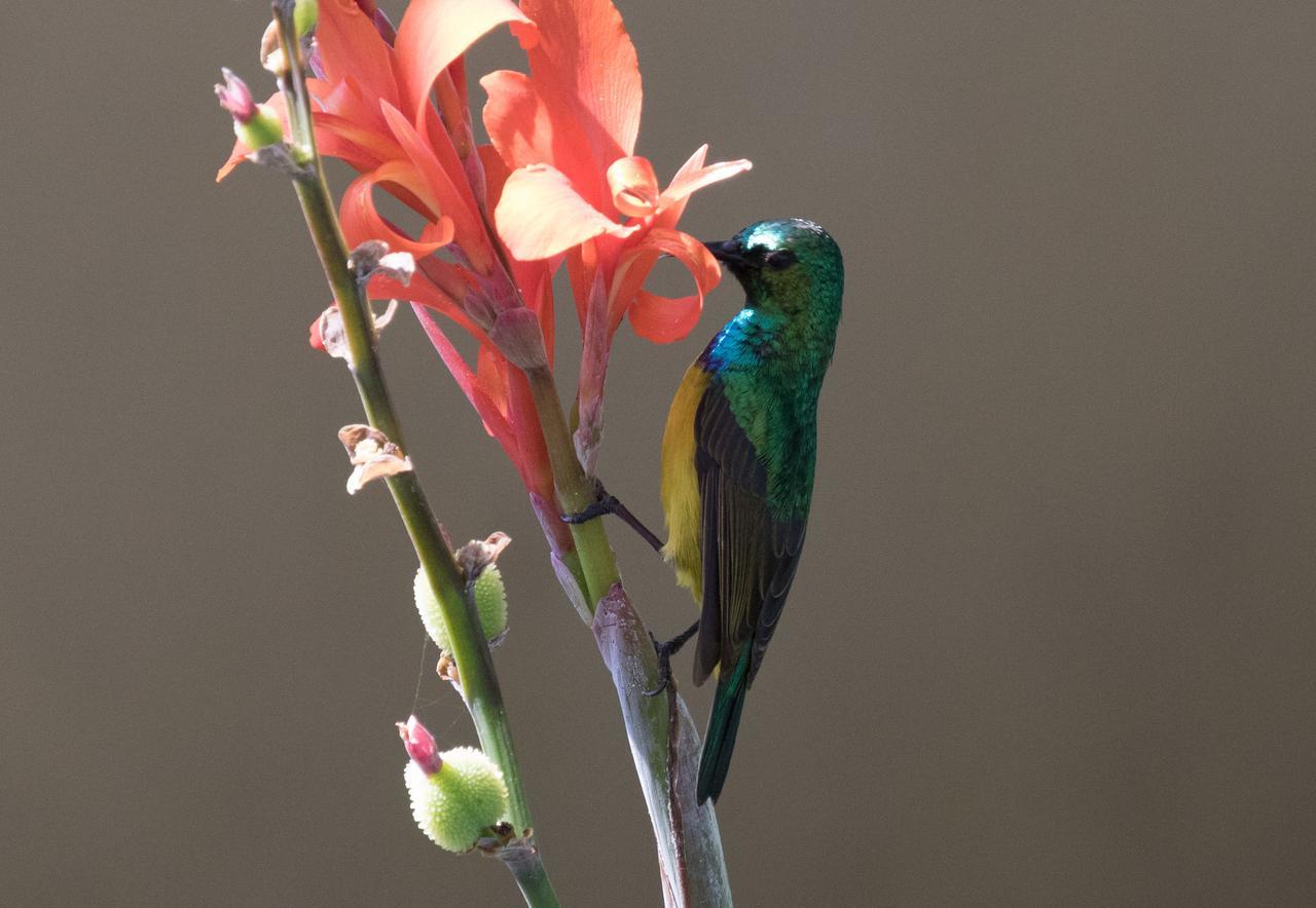 The Residence Villa Chobe คาซาเนอ ภายนอก รูปภาพ